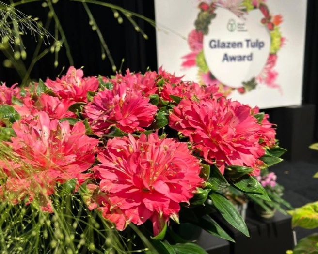 Alstroemeria Fashionista Sofien. Glass Tulip Award Winner 2025
