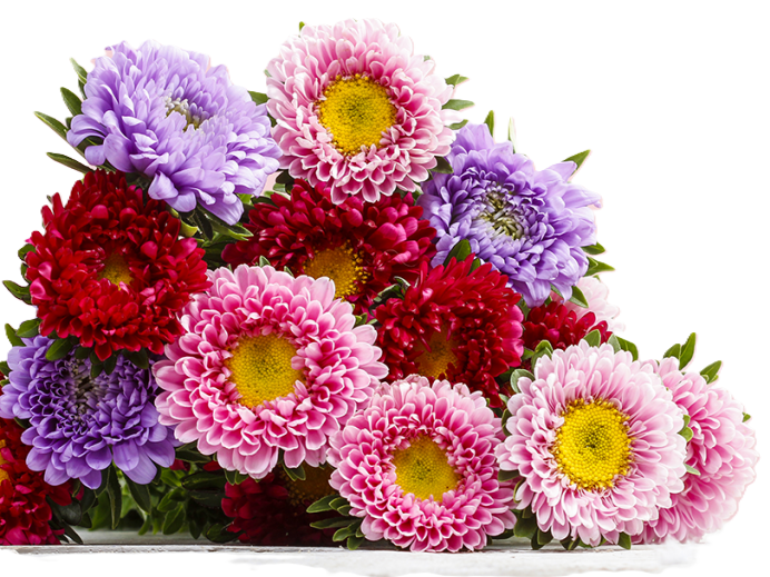 Callistephus Asters Matsumoto mixed