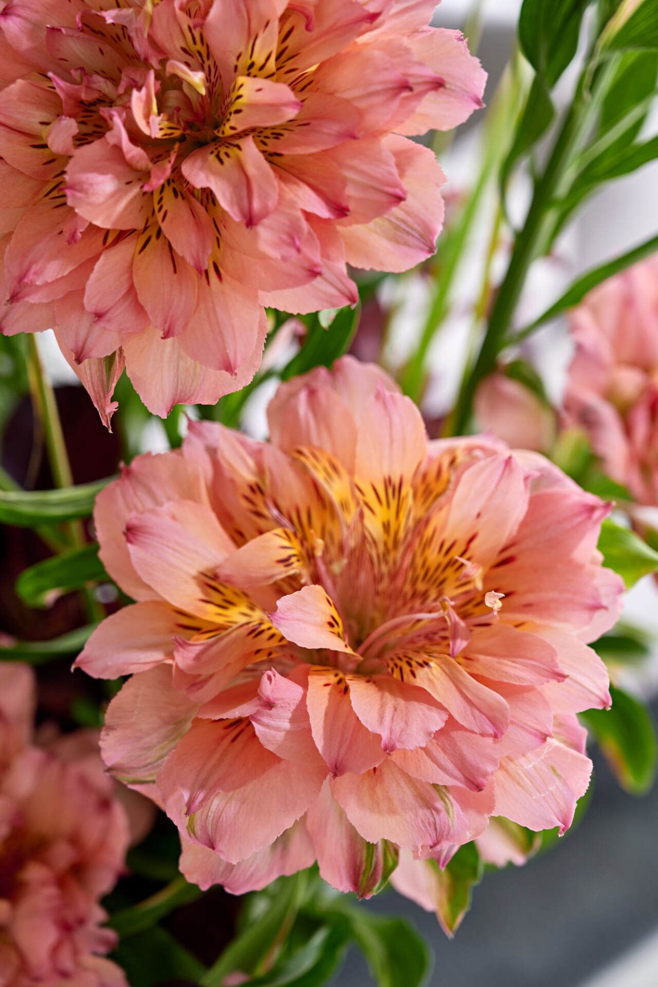 Fashionista Pink Alstroemeria - Westflor flower wholesale