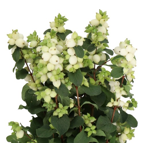 Symphoricarpos Magical Lemon Lime - Westflor flower wholesale