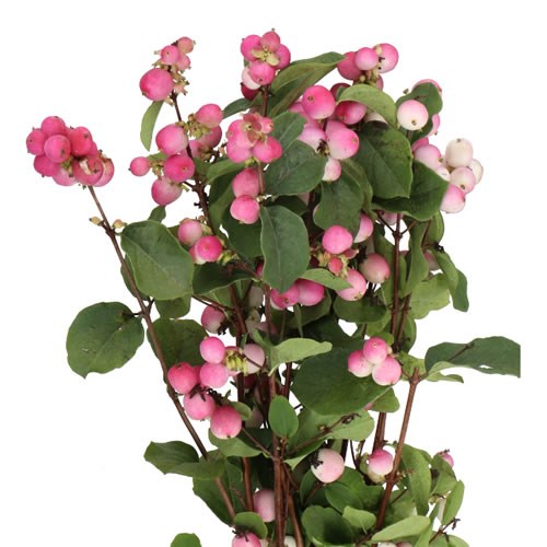 Symphoricarpos Magical Tempation- Westflor flower wholesale