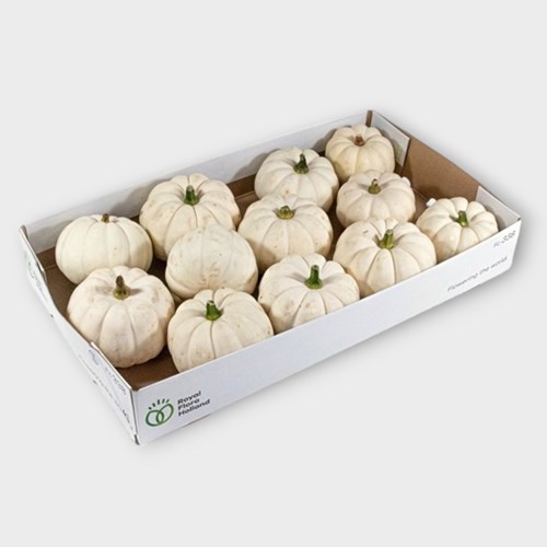 Cucurbita Casperita White Gourds - Westflor Flower Wholesale