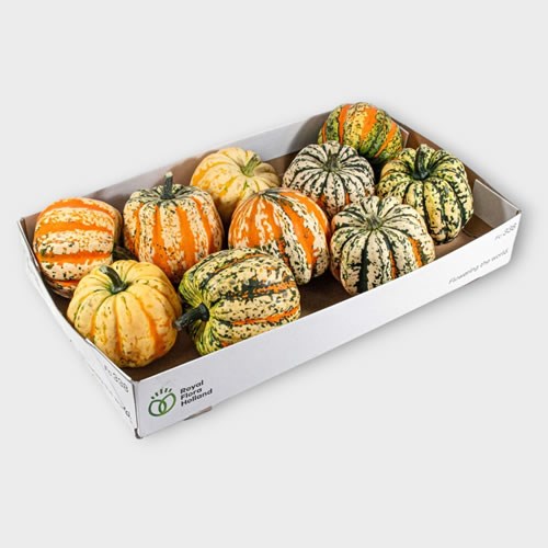 Cucurbita Festival Gourds - Westflor Flower Wholesale