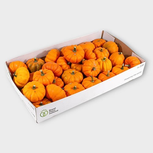 Cucurbita Jack be little Gourds - Westflor Flower Wholesale