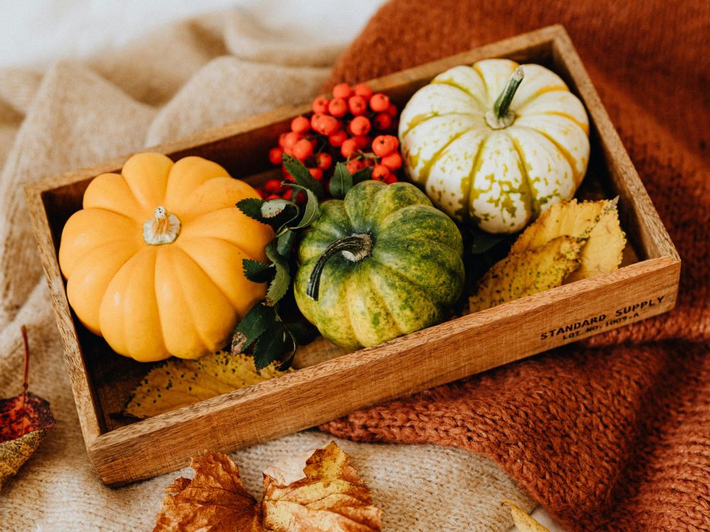 Gourds - Westflor Flower Wholesale