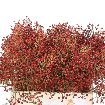 Rosehips . Rozenbottel Autumn Spirit - Westflor flower wholesale