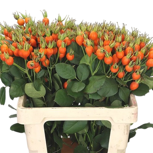 Rosehips . Rozenbottel Pumpkin - Westflor flower wholesale