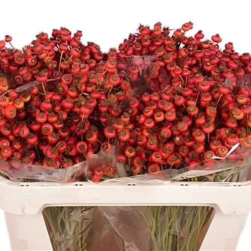 Sensational Fantasy - Westflor flower wholesale