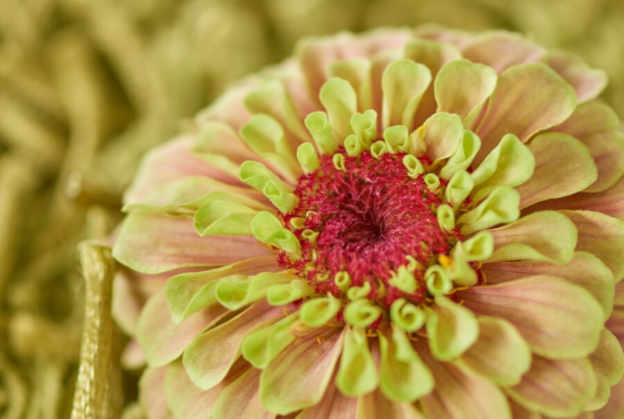 Westflor - Flower Wholesaler of the Year 2025