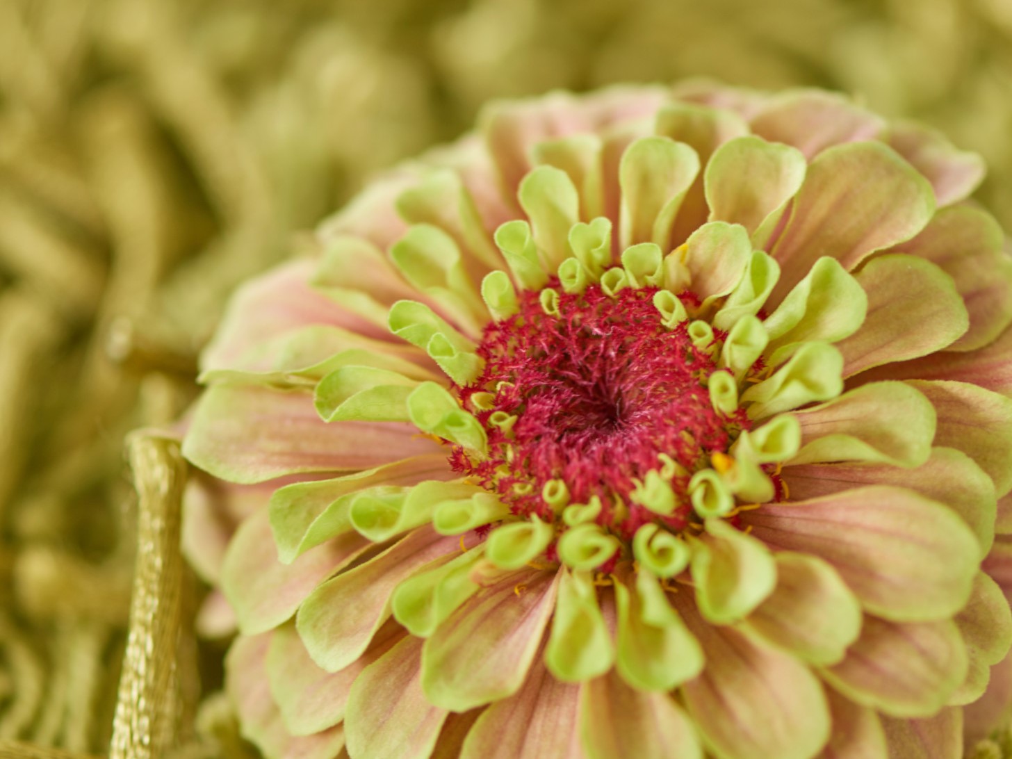 Flower Wholesaler of the Year 2025 – Third time of Winning!