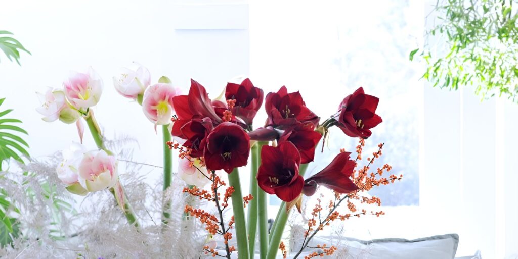 5 Top Flowers for December - Westflor Florist wholesaler