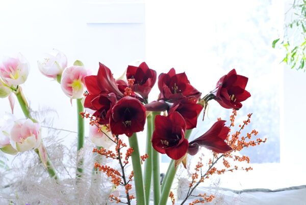 5 Top Flowers for December - Westflor Florist wholesaler