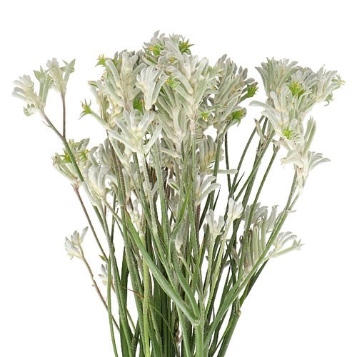 Anigozanthus Bush Diamond Kangaroo Paws - Westflor flower wholesale