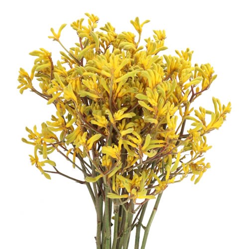 Anigozanthus Bush Down Kangaroo Paws - Westflor flower wholesale