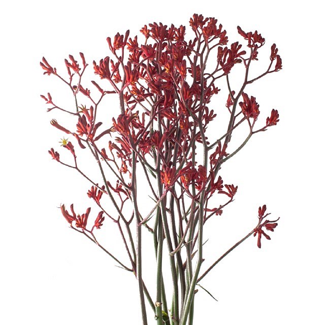 Anigozanthus Bush Ruby Kangaroo Paws - Westflor flower wholesale