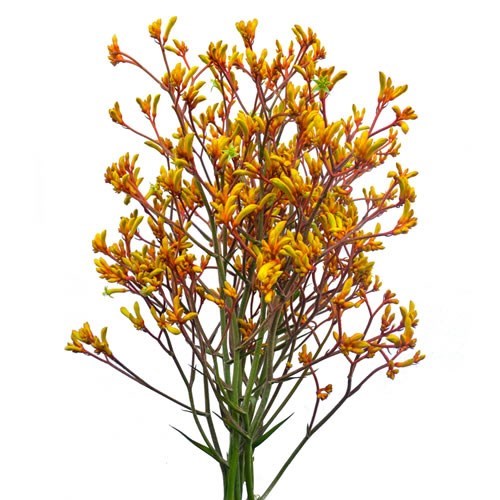 Anigozanthus Bush Sunset Kangaroo Paws - Westflor flower wholesale
