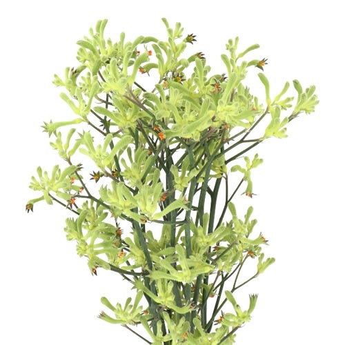 Anigozanthus Flavidus Green Kangaroo Paws - Westflor flower wholesale