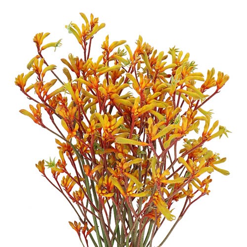 Anigozanthus Golden Fever Kangaroo Paws - Westflor flower wholesale