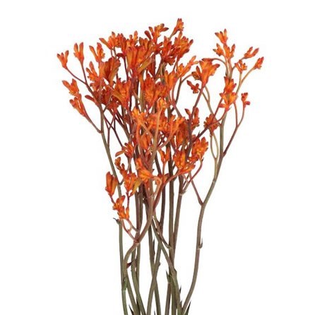 Anigozanthus Golden Girls Kangaroo Paws - Westflor flower wholesale
