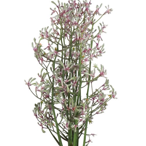 Anigozanthus Lilac Queen Kangaroo Paws - Westflor flower wholesale