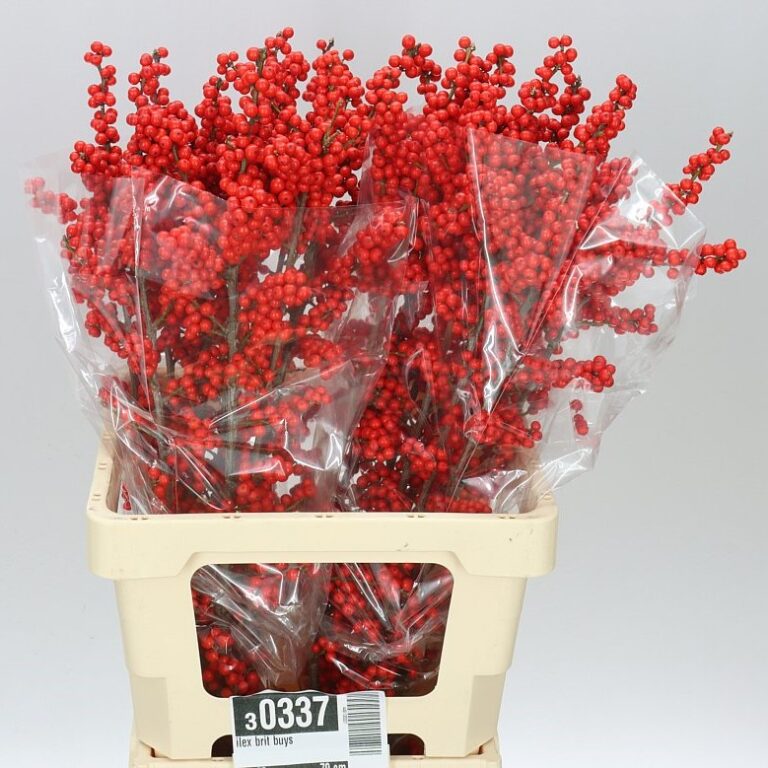 Ilex Brit Buys - Westflor flower wholesale
