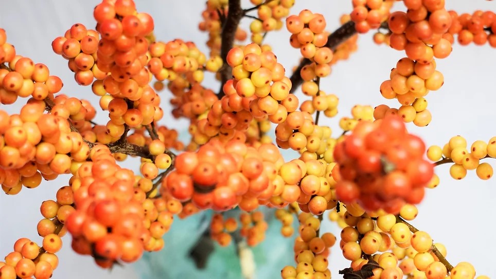 Ilex Golden Verboom - Grower Emiel de Jong