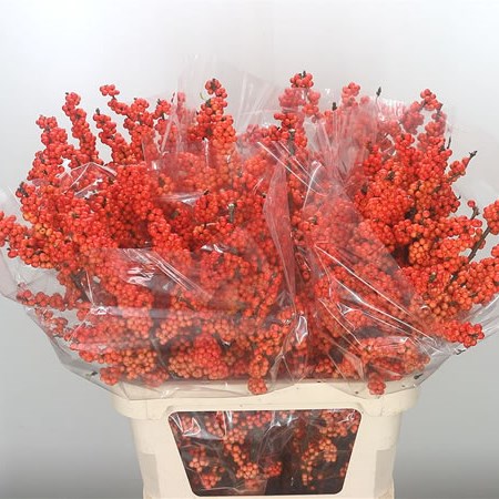 Ilex Winter Gold - Westflor flower wholesale