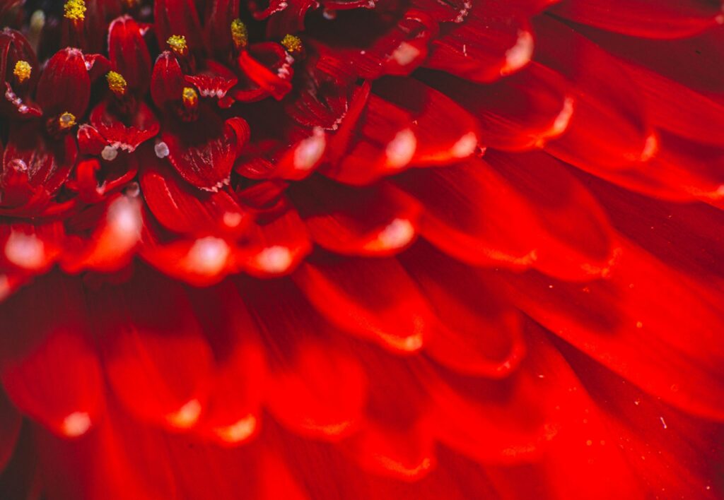 Order for Christmas at Westflor flower wholesale London