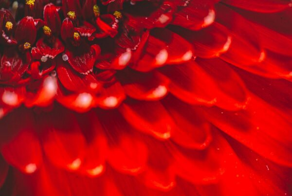 Order for Christmas at Westflor flower wholesale London