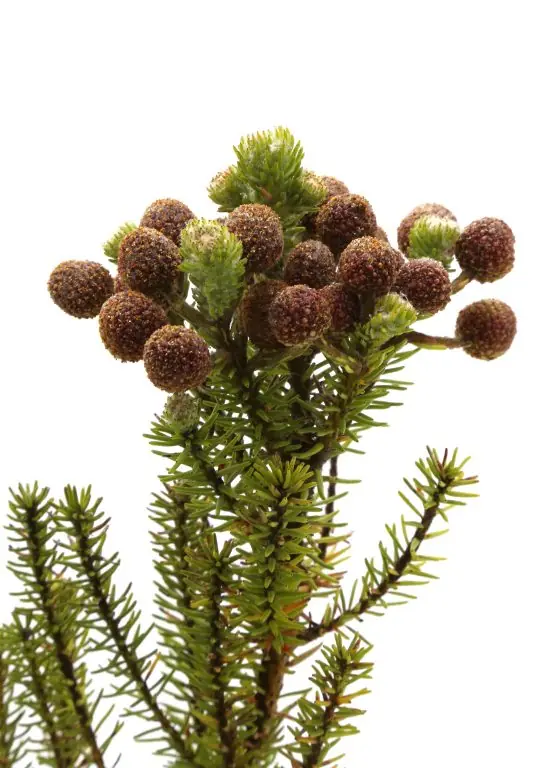 Berrzelia Galpinii Green Baubles Kaap cape green