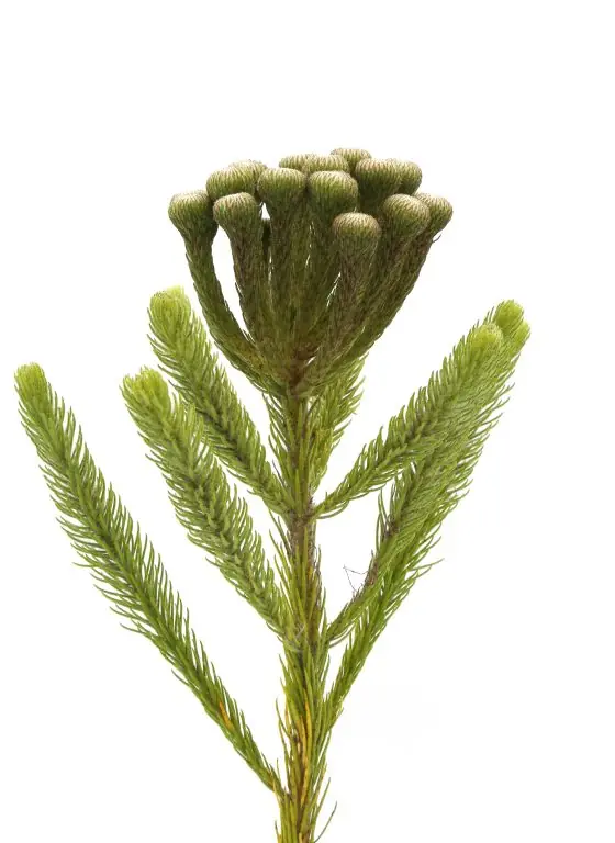 Brunia Albifora Kaap cape green