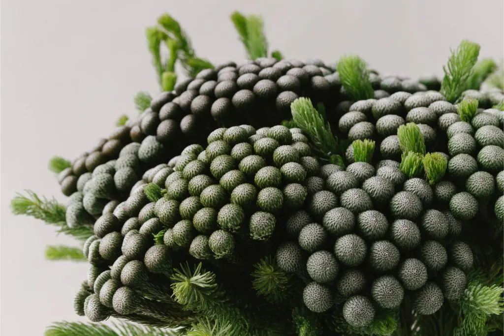Brunia Albifora Kaap cape green