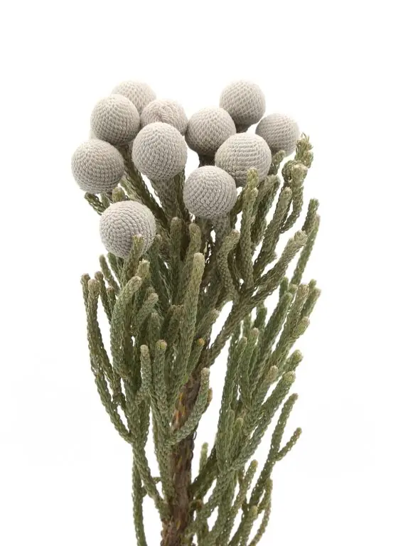 Brunia Silver Kaap cape green
