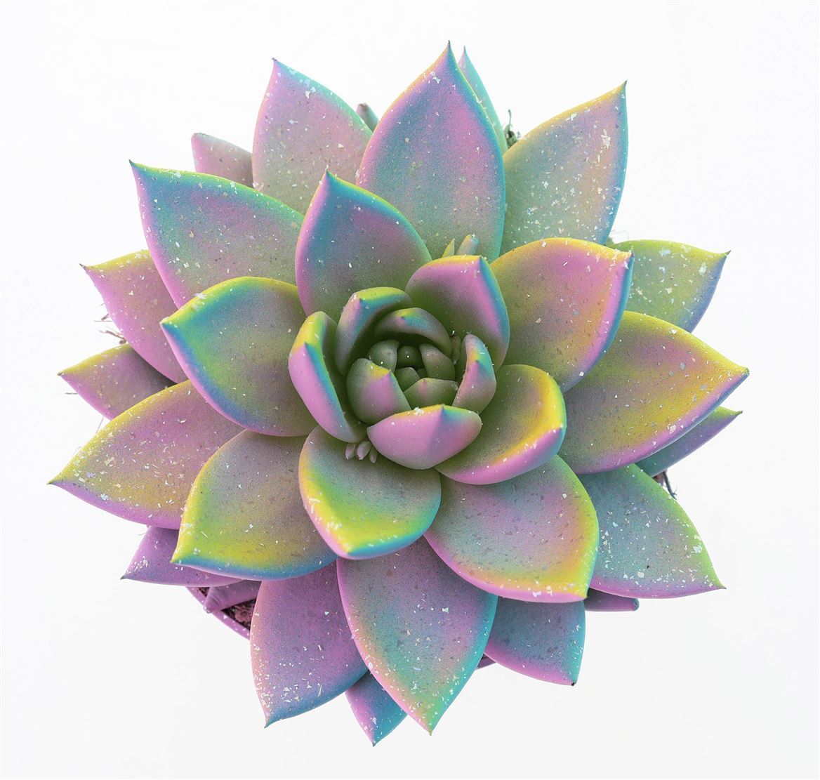 Echeveria Mulitcolour glitter - Westflor flower wholesale