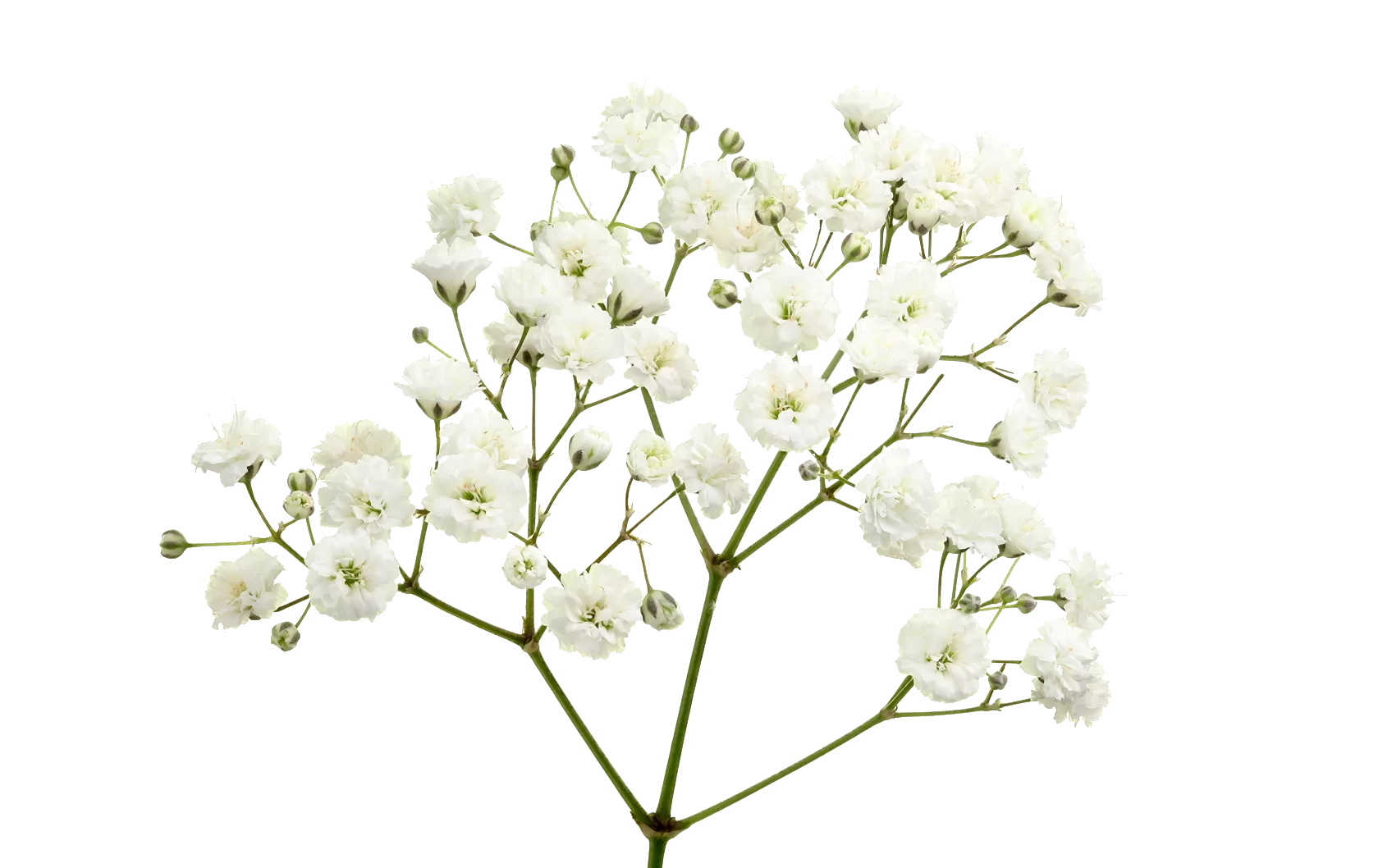 Gypsophilia Xlence close up - Marginpar - Westflor flower wholesale