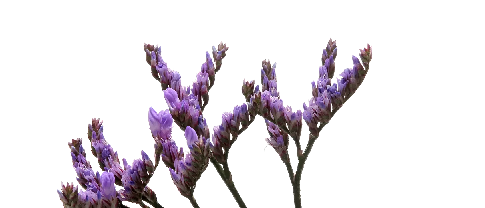 Sofora Limonium close up - Marginpar - Westflor flower wholesale