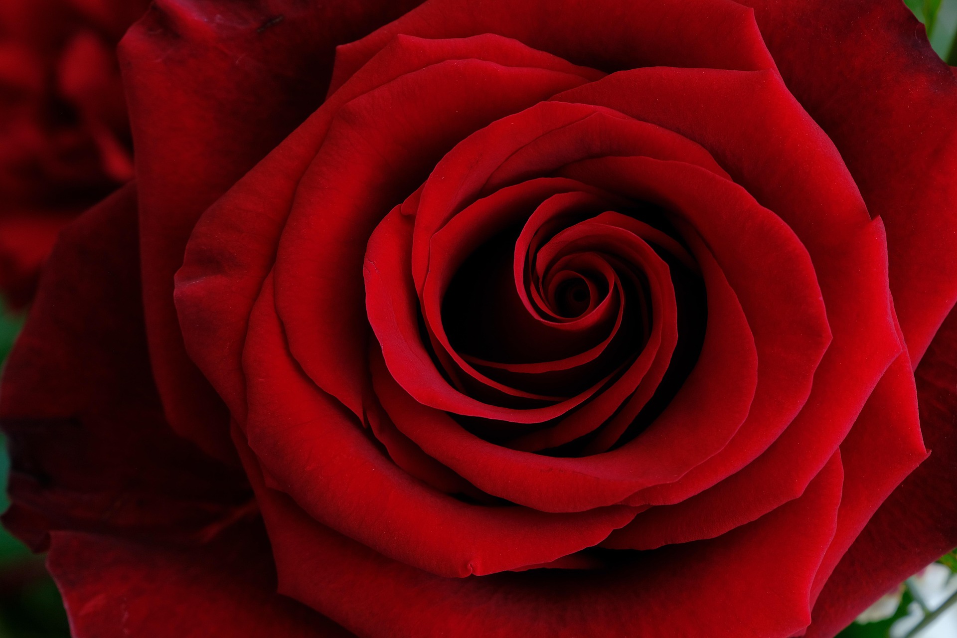 The Best Rose Fillers for Valentine’s