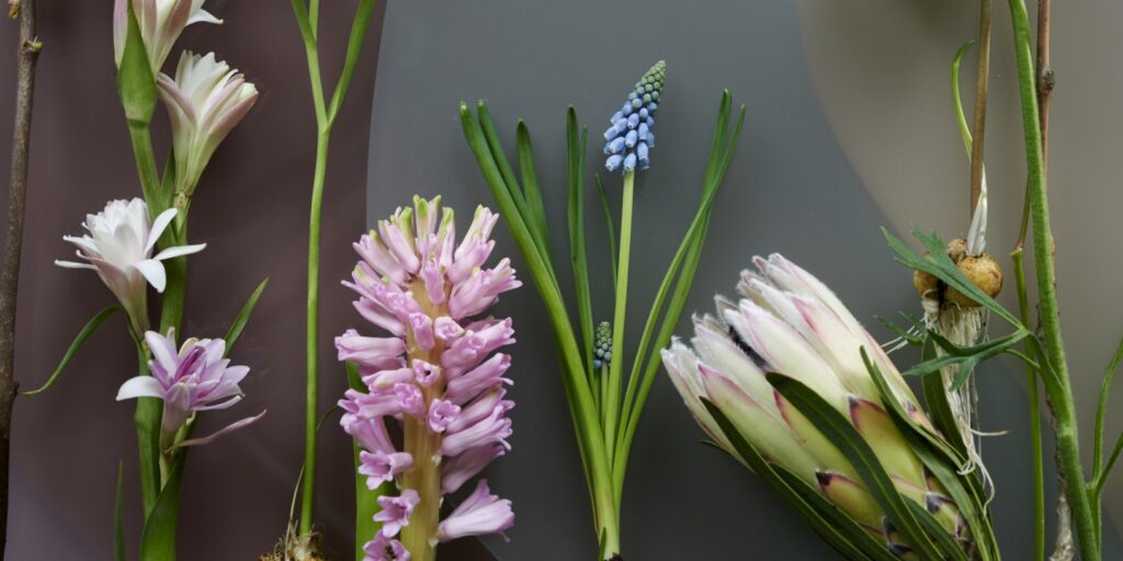 5 Top cut flowers for March 2026