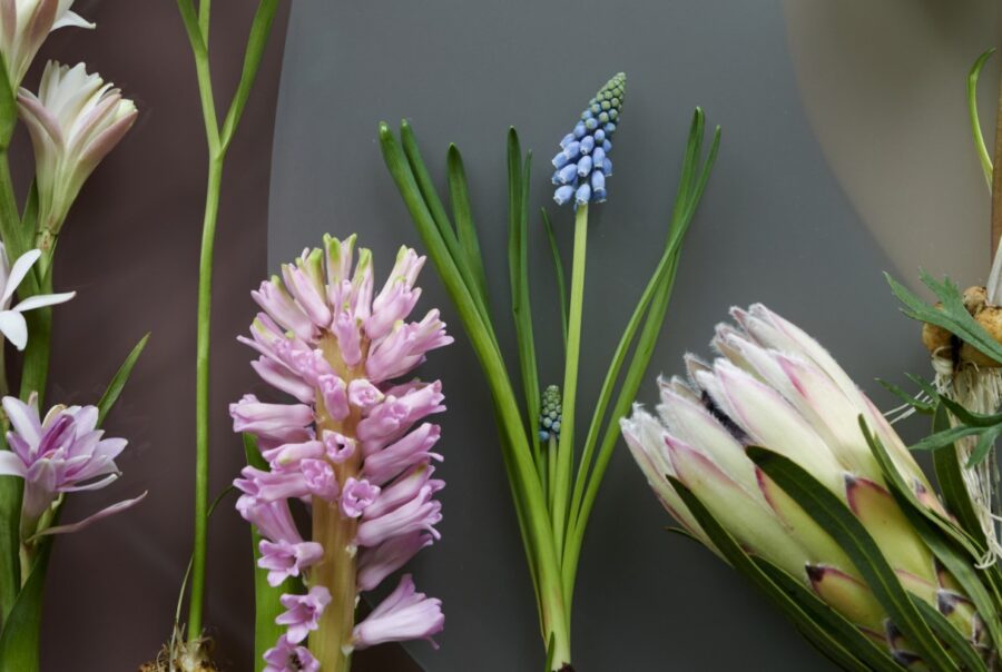 5 Top cut flowers for March 2026