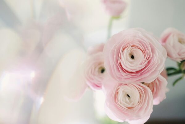 Biodegradable Cellophane Clear Rolls - Eco Product for florists