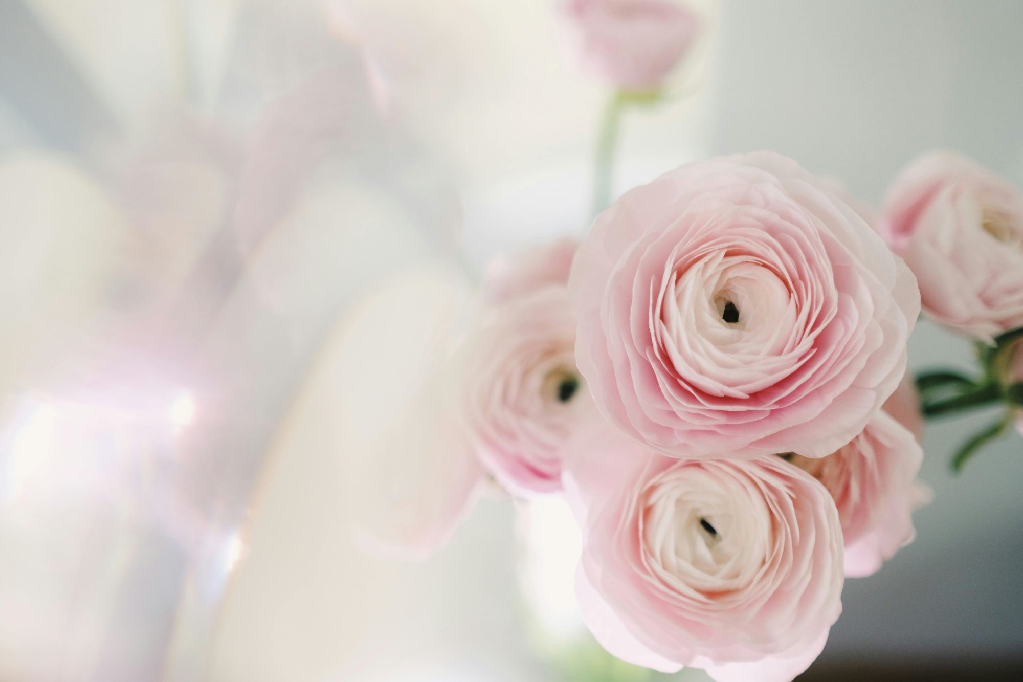 Biodegradable Cellophane Clear Film Rolls – Eco Product