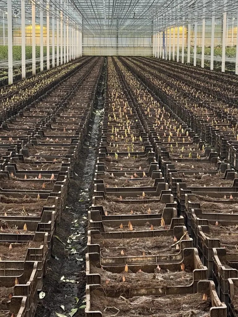 Double check lily - bulbs 1 - meet the grower