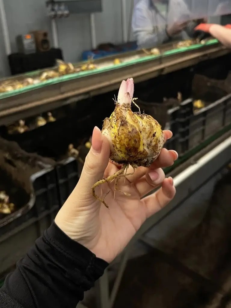 Double check lily - bulbs 2 - meet the grower