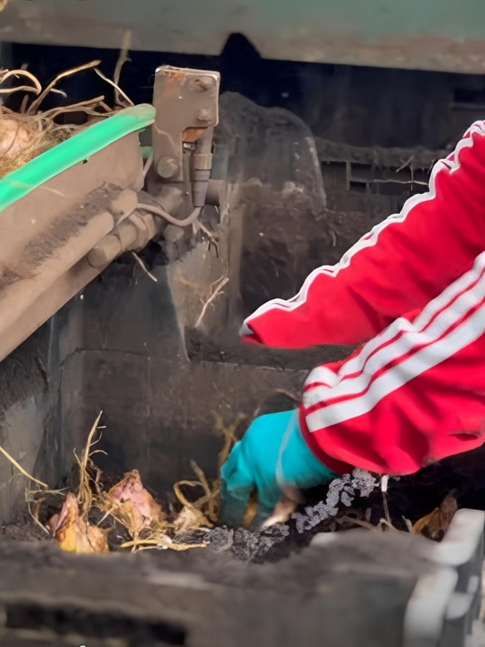 Double check lily - bulbs 3 - meet the grower