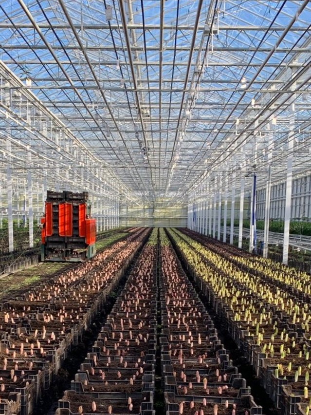 Double check lily - bulbs 4 - meet the grower