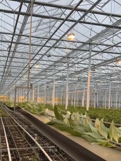 Double check lily - cutting and sorting - meet the grower
