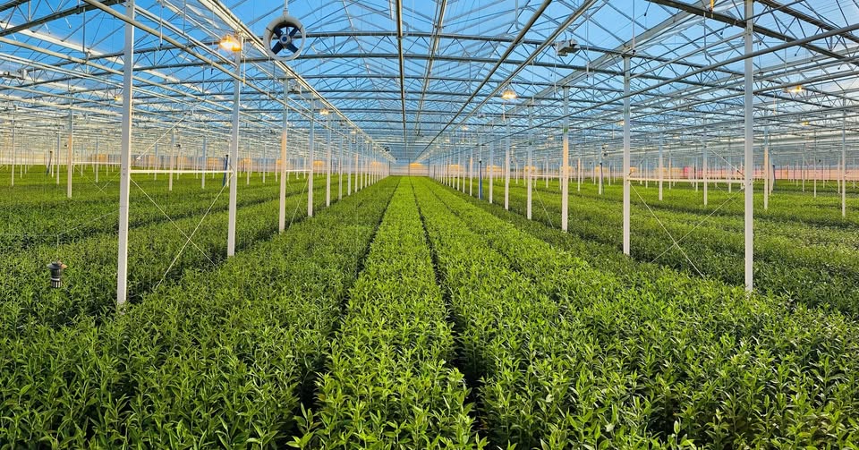 Double check lily green house