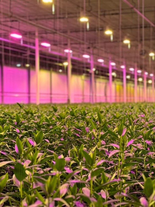 Double check lily - lighting - meet the grower