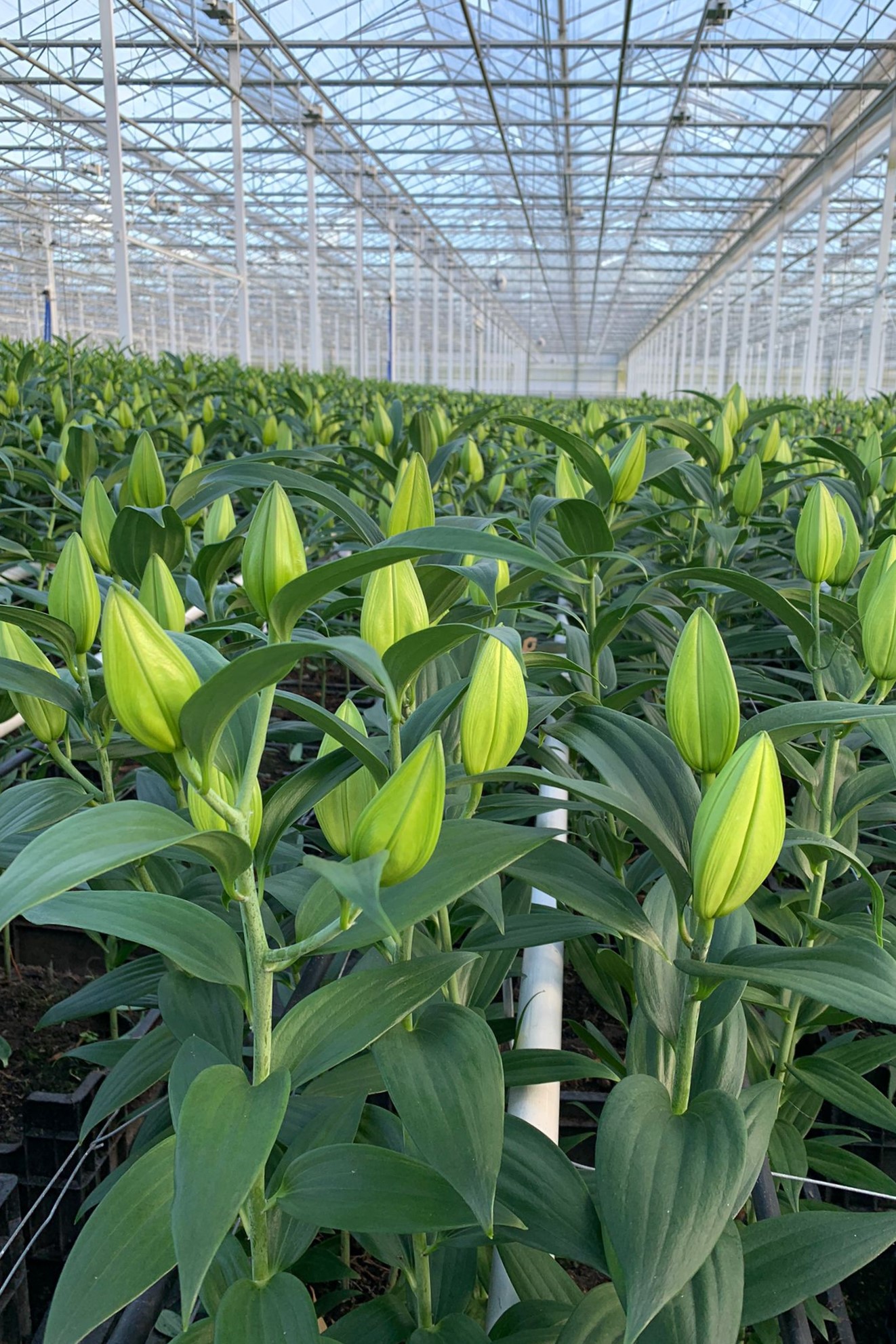 Double check lily - lilies growing 2 - meet the grower