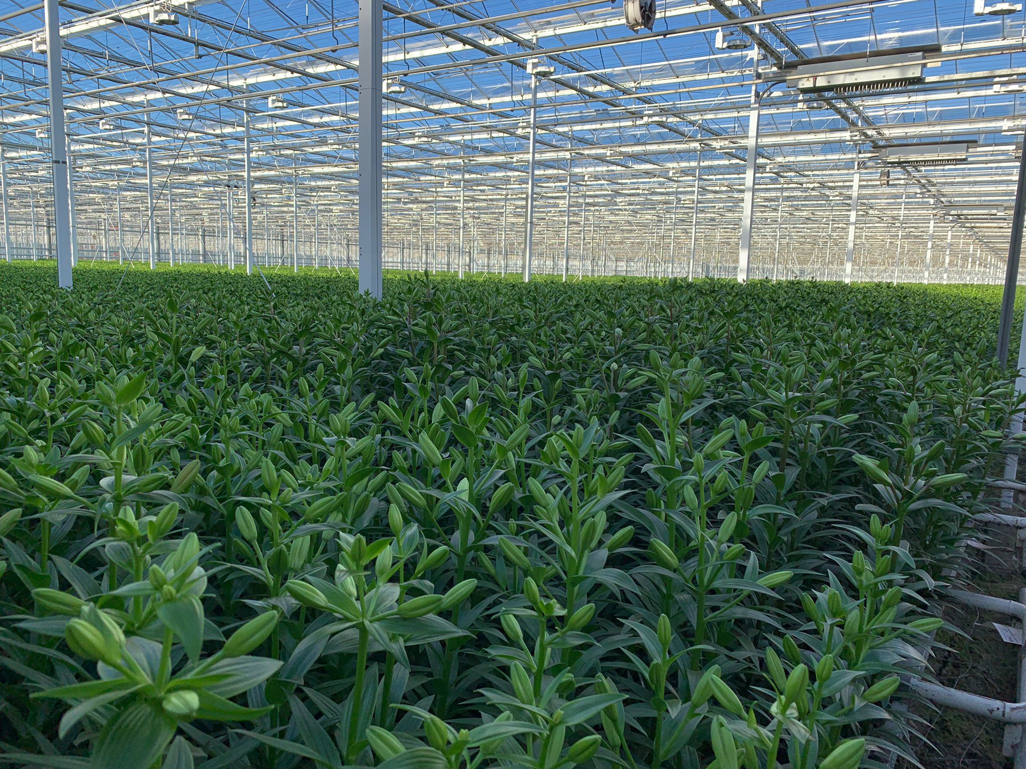 Double check lily - lilies growing 4 - meet the grower